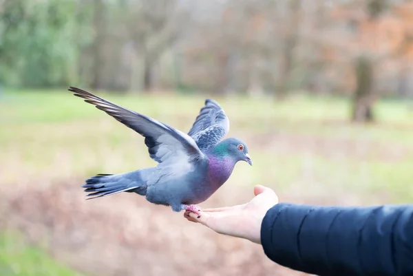 Close Feral Pigeon Feeding Hand Park — Stock Photo, Image