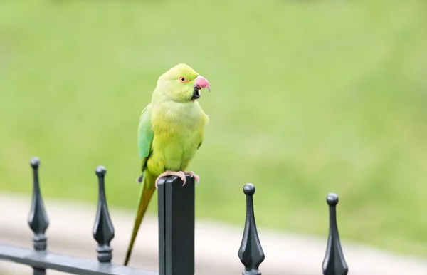 Close Ring Necked Parakeet Perched Metal Fence Park — Stock Photo, Image