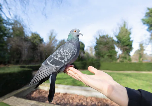 Close Feral Pigeon Feeding Hand Park — Stock Photo, Image