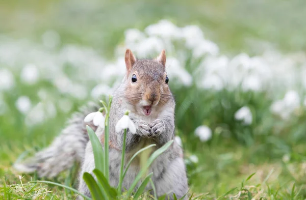 Close Grey Squirrel Eating Nut Snowdrops Spring — Stok Foto