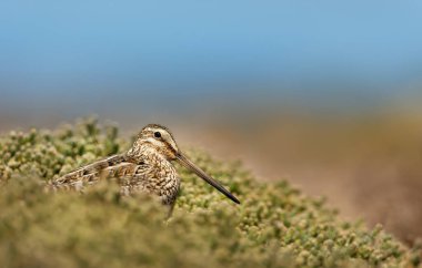 Güney Amerika çubuki, Falkland Adaları'nın yakın çekim.
