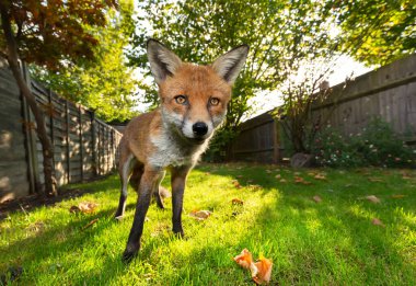 Sonbaharda çimlerin üzerinde duran kızıl tilki portresi, İngiltere.