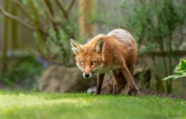 Close Red Fox Vulpes Vulpes Standing Garden United Kingdom — Stock Photo, Image
