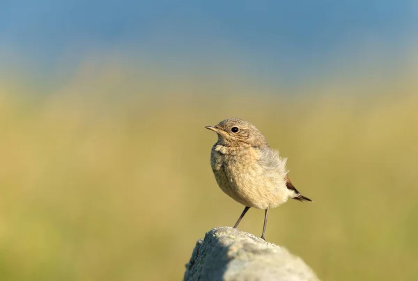 Close Juvenile Northern Wheatear Oenanthe Oenanthe Perched Rock Green Background — 스톡 사진