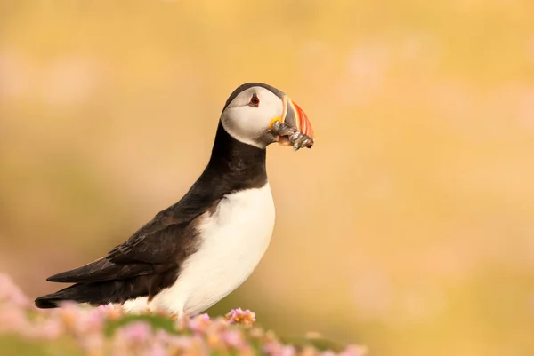 Close Atlantic Puffin Sand Eels Standing Grass Pink Flowers Summer — Fotografia de Stock