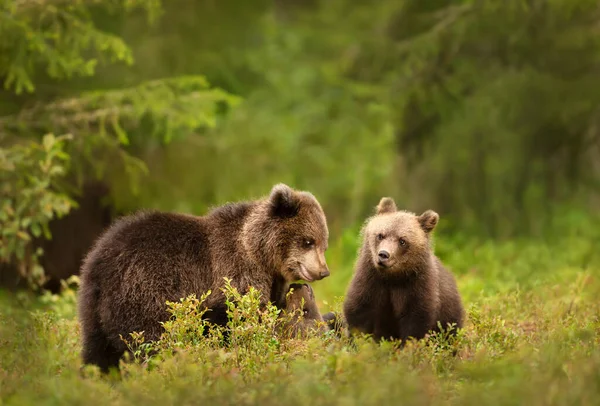 Розташовані Грайливий Європейський Бурий Ведмідь Ursus Arctos Arctos Дитинчат Лісах — стокове фото