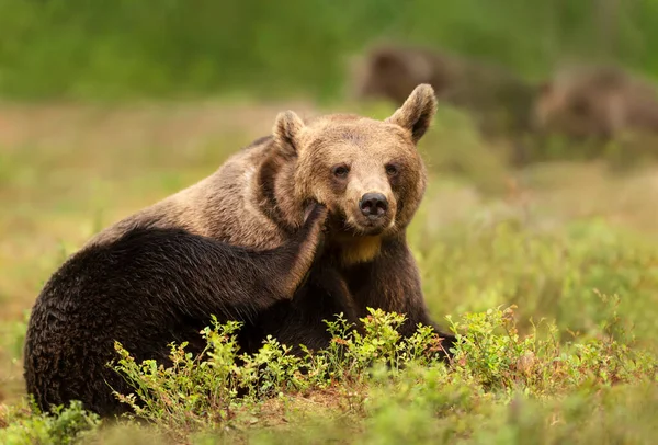 Close Eurasian Brown Bear Scratching Its Head Finland — Foto de Stock