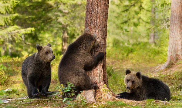 Close Playful European Brown Bear Ursus Arctos Arctos Cubs Woods —  Fotos de Stock