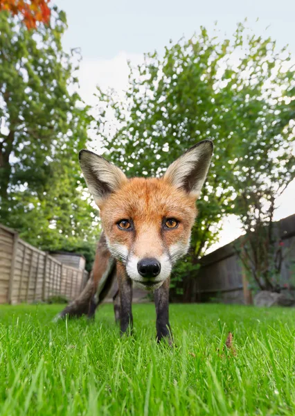 Close Red Fox Green Grass Garden Summer — Stock Photo, Image