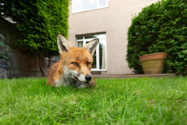 Red fox lying on green grass in the garden near a house in a suburb of London, summer in UK.