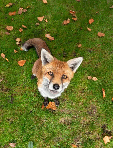 Portrait Red Fox Sitting Grass Autumn —  Fotos de Stock