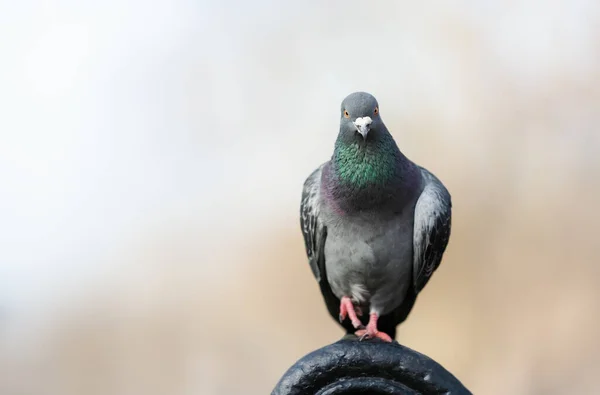 Portrait Feral Pigeon Perched Metal Bench Park — 스톡 사진