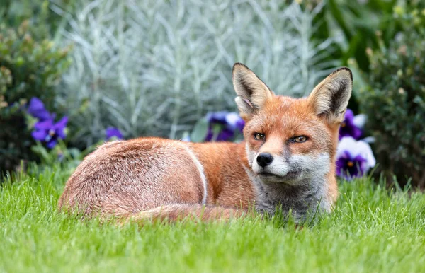 Close Red Fox Vulpes Vulpes Lying Green Grass Garden United — стоковое фото