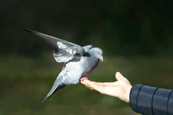 Close Feral Pigeon Perched Hand Park — Stok fotoğraf