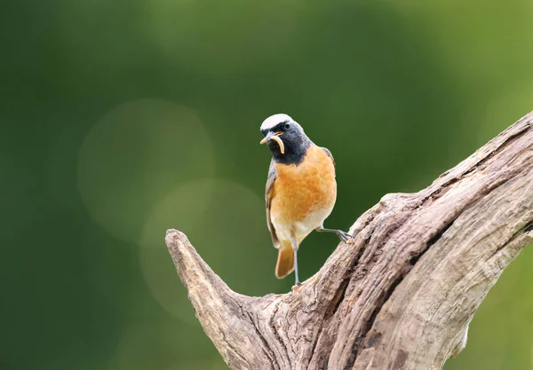 Закрытие Common Redstart Червяком Маяке Сидящим Ветке Дерева Великобритания — стоковое фото