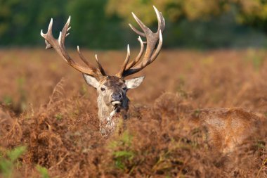 Sonbaharda İngiltere 'de kızıl bir geyik geyiğine yakın..