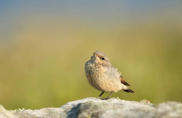 Close Juvenile Northern Wheatear Oenanthe Oenanthe Perched Rock Green Background — Stock Photo, Image