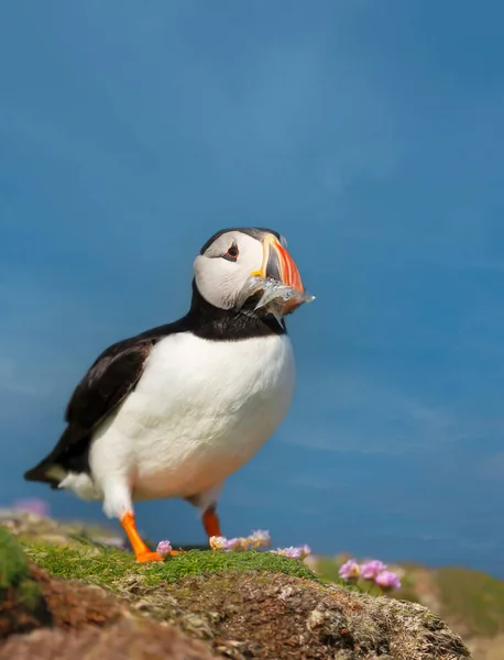 Close up of Atlantic puffin with sand eels in the beak, summer in UK.