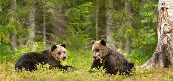 Zbliżenie Zabawnych Europejskich Młodych Niedźwiedzi Brunatnych Ursus Arctos Arctos Lasach — Zdjęcie stockowe