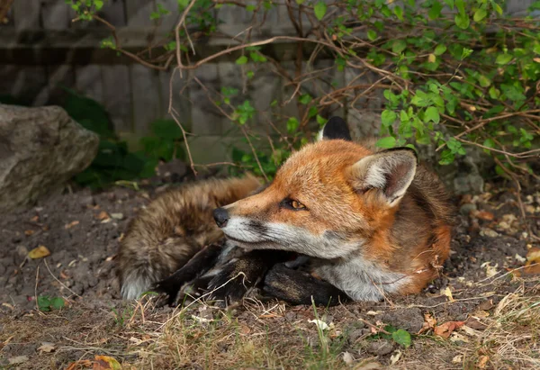 Close Red Fox Vulpes Vulpes Lying Garden United Kingdom —  Fotos de Stock