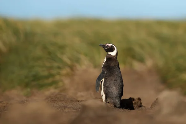 Крупный План Магелланова Пингвина Побережье Фолклендских Островов — стоковое фото
