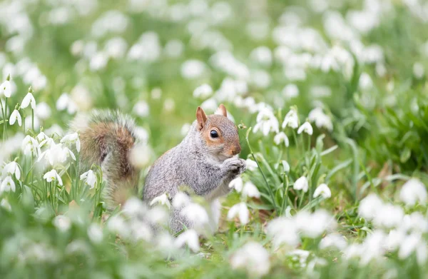 Close Esquilo Cinzento Gotas Neve Primavera Reino Unido — Fotografia de Stock