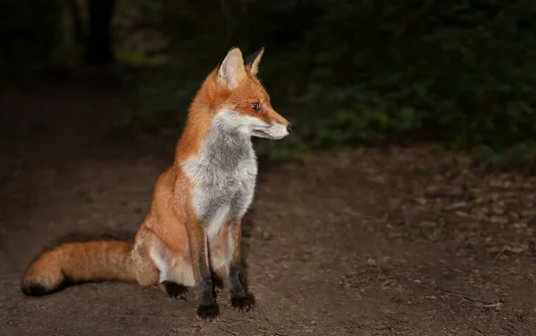 Close Red Fox Vulpes Vulpes Sitting Forest Evening — Stock Photo, Image