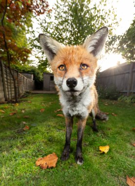 Sonbaharda çimlerin üzerinde duran kızıl tilki portresi, İngiltere.