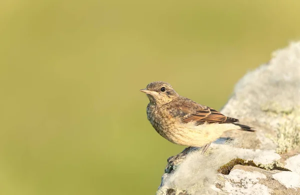 Close Juvenile Northern Wheatear Oenanthe Oenanthe Perched Rock Green Background — 스톡 사진