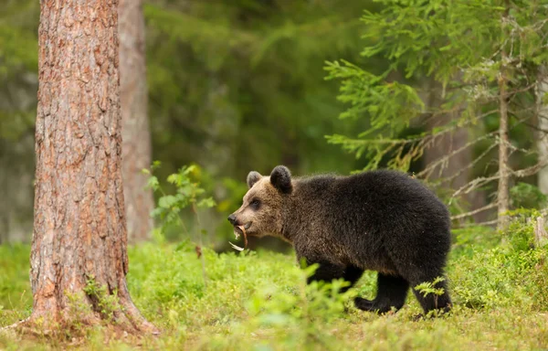 Close Cute Eurasian Brown Bear Cub Forest Autumn Finland — Φωτογραφία Αρχείου