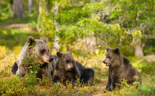 Acercamiento Osa Parda Eurasiática Ursos Arctos Sus Cachorros Bosque Boreal — Foto de Stock