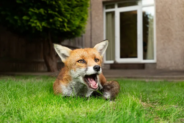 Red fox lying on green grass in the garden near a house in a suburb of London, summer in UK.