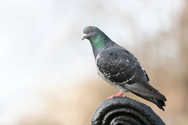 Portrait Feral Pigeon Perched Metal Bench Park — Stock Photo, Image