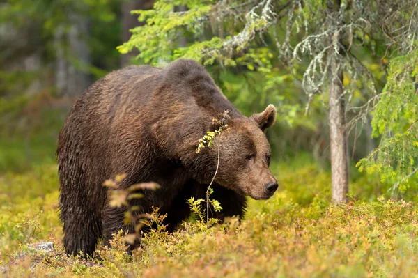 Close Eurasian Brown Bear Forest Finland — Stockfoto