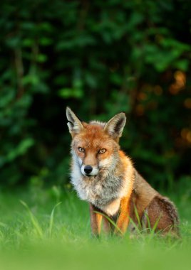 İngiltere, İngiltere 'de çimenlerde oturan bir Kızıl Tilki' ye (Vulpes vulpes) yakın plan.