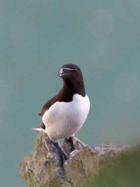 Bempton, İngiltere 'de bir kayanın üzerine tünemiş bir Razorbill' e yaklaş..