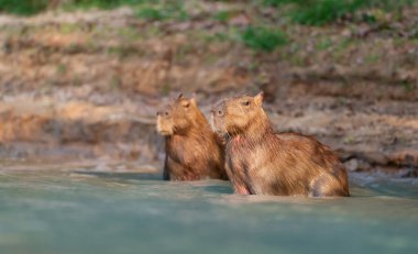 Güney Pantanal, Brezilya 'da bir nehir kıyısında suda iki Capybaras..