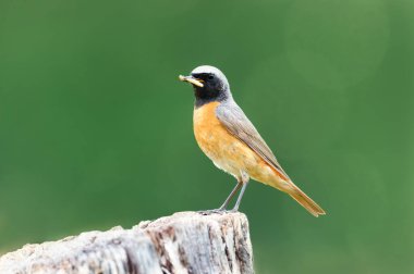 Birleşik Krallık 'ta yeşil arka planda bir ağaç gövdesine tünemiş ortak bir Redstart' in yakın plan görüntüsü.