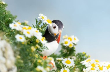 Papatyalı bir Atlantik martısının portresi, Bempton uçurumları, İngiltere.