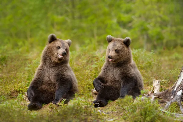Close Playful European Brown Bear Ursus Arctos Arctos Cubs Woods — Fotografia de Stock