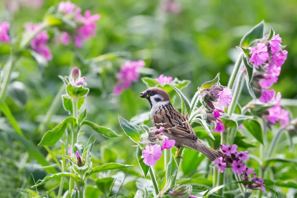 Close Eurasian Tree Sparrow Perched Pink Campion Flowers Bempton Cliffs — Stock fotografie