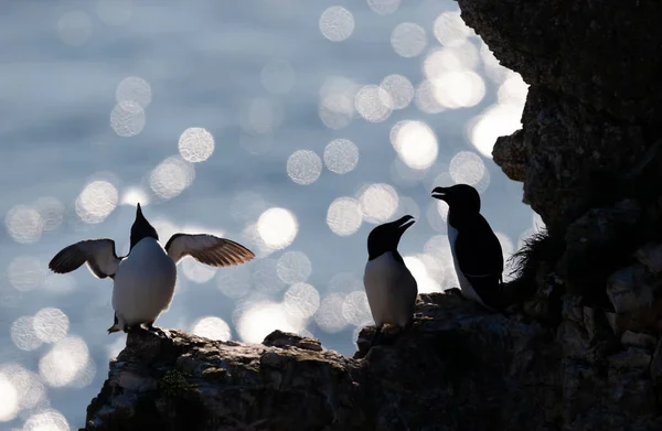 Silhouette Perched Razorbills Cliff Bokeh Background Bempton — Stockfoto