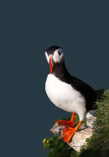 Close Atlantic Puffin Perched Cliff Edge Blue Background — Foto Stock