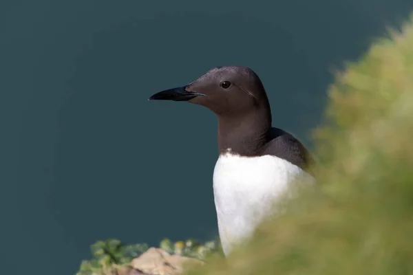 Bir Uçurumun Kenarında Mavi Arka Plana Karşı Ortak Guillemot Uria — Stok fotoğraf