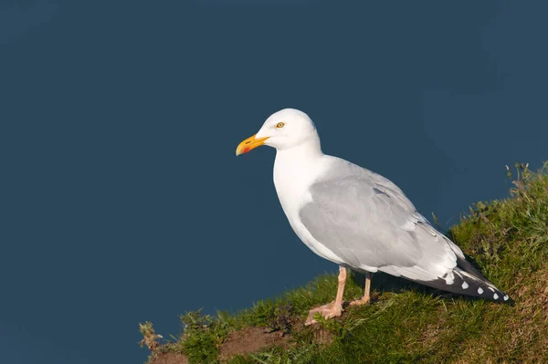 Portrait European Herring Gull Larus Argentatus Blue Background Cliff Edge — Stockfoto