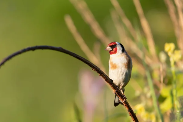 Close European Goldfinch Perching Branch — Fotografia de Stock