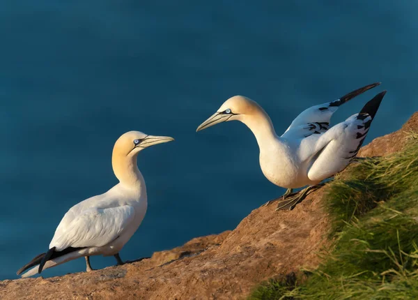 Detailní Záběr Lepení Severních Gannetů Morus Bassana Útesu Severního Moře — Stock fotografie