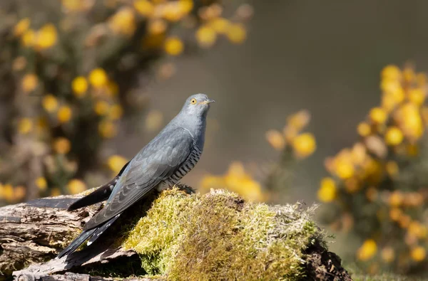 Close Common Cuckoo Perched Mossy Tree Trunk — Stok fotoğraf