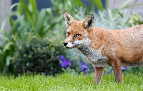 Close Red Fox Vulpes Vulpes Garden — Stock Photo, Image