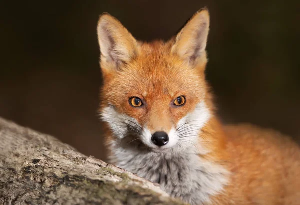 Close Red Fox Vulpes Vulpes Forest — ストック写真